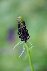 Dark Rampion or Phyteuma ovatum or Black Rampion plant