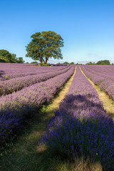 Naklejka na ściany i meble Lavender Field in Banstead Surrey