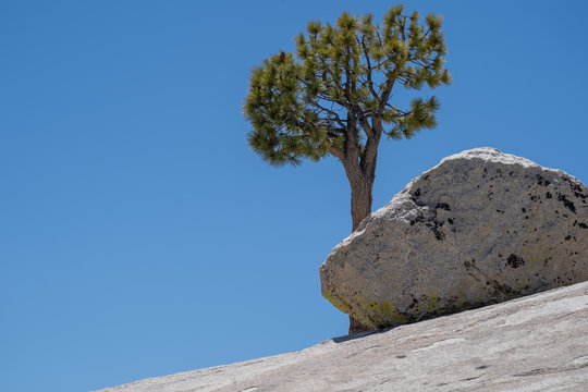 Famous single, lone tree on Olmsted Point in Yosemite National Park on a sunny summer day