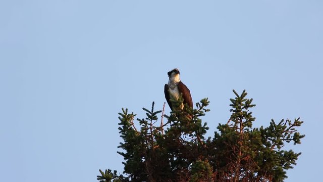 balbuzard p&ecirc;cheur