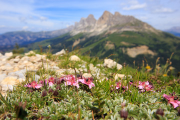 Fototapeta premium View of Catinaccio Rosengarten massif from the Latemar mountain. Dolomites, Italy