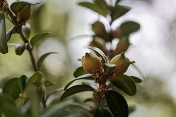 Fruits of a common box, Buxus sempervirens.