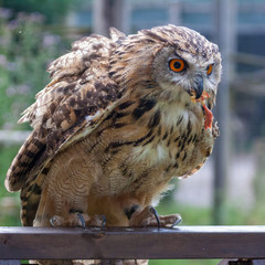 Eurasian Eagle-Owl (Bubo bubo) being rewarded with a chick's leg
