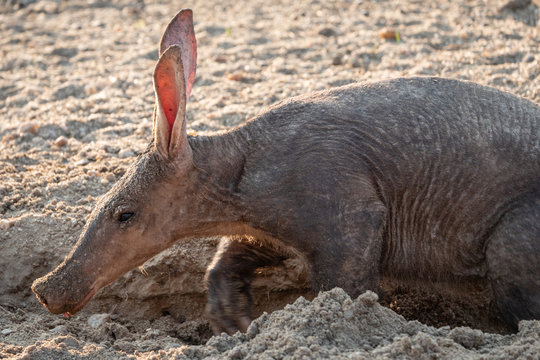 Aardvark in the Kalahari, Namibia - Close-up