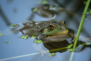 Marsh Frog resting in a pond