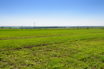 Green field with electric poles on a sunny summer day