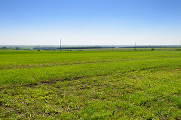 Green field with electric poles on a sunny summer day