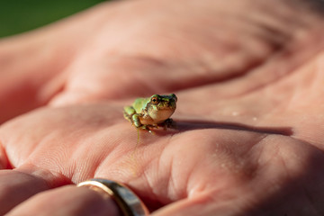 The gray treefrog (Hyla versicolor) is native frog of Unites states and Canada