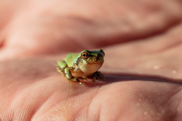 The gray treefrog (Hyla versicolor) is native frog of Unites states and Canada