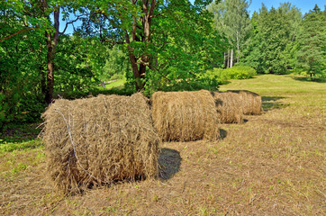 A stack of dry hay in the field.