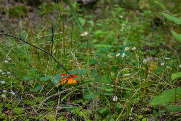 Red mushroom fly agaric in the forest closeup