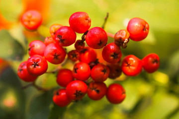 Bright ripe Rowan berries illuminated by the sunset sun beams