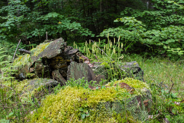 Mixed forest with coniferous and deciduous trees in the Vladimir region in Russia on a cloudy summer day