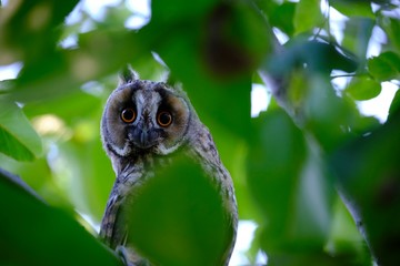 Long-eared owl