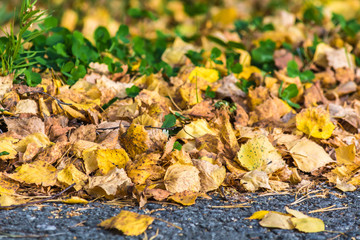 Birch yellow leaves fallen from tree lie on asphalt road on an autumn day.