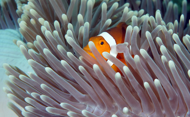 Amazing underwater world - Western Anemonefish - Amphiprion ocellaris. Nemo fish in anemone house. Tulamben, Bali, Indonesia. 