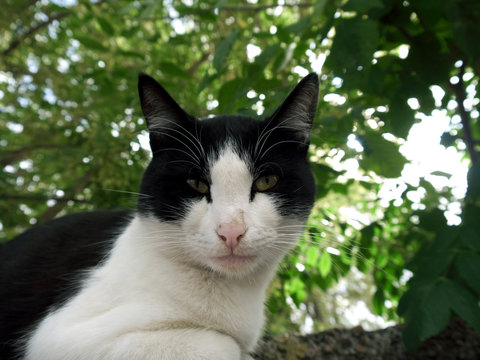 The photo of a cat in nature.
