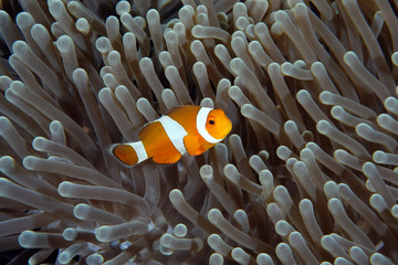 Amazing underwater world - Western Anemonefish - Amphiprion ocellaris. Nemo fish in anemone house. Tulamben, Bali, Indonesia. 