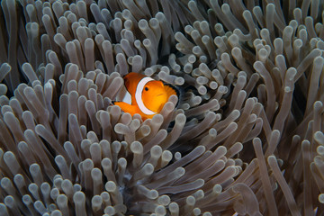 Amazing underwater world - Western Anemonefish - Amphiprion ocellaris. Nemo fish in anemone house....