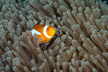 Amazing underwater world - Western Anemonefish - Amphiprion ocellaris. Nemo fish in anemone house....