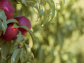 Beautiful close up with fruits of ripe nectarines in the tree