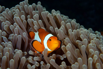 Amazing underwater world - Western Anemonefish - Amphiprion ocellaris. Nemo fish in anemone house....