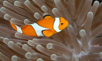Amazing underwater world - Western Anemonefish - Amphiprion ocellaris. Nemo fish in anemone house. Tulamben, Bali, Indonesia. 