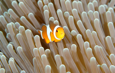 Amazing underwater world - Western Anemonefish - Amphiprion ocellaris. Nemo fish in anemone house. Tulamben, Bali, Indonesia. 