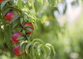 Branch with fruits of natural nectarines in the garden prepared for harvest