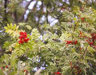 Bright ripe Rowan berries illuminated by the sunset sun beams