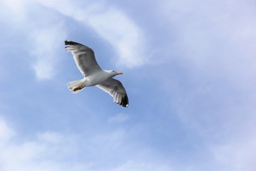 seagull