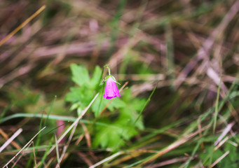 Geranium pratense wildflower in summer field blooming in August