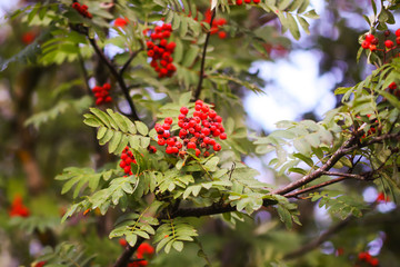 Bright ripe Rowan berries illuminated by the sunset sun beams