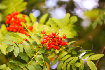 Bright ripe Rowan berries illuminated by the sunset sun beams