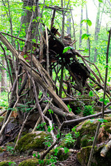 Photography of wood In the forest in the mountain Billingen in the city Skövde in Sweden. 