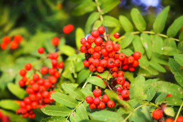 Bright ripe Rowan berries illuminated by the sunset sun beams