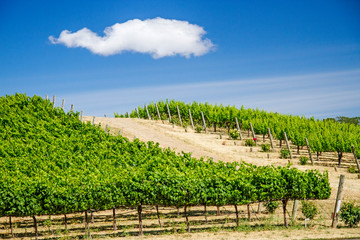 Fototapeta na wymiar California Vineyard on blue sky day with lone white cloud