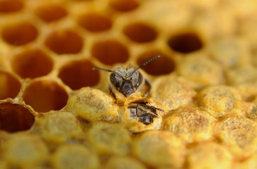 Geburt einer  Honigbiene