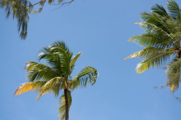 Palm trees against blue sky, Palm trees at tropical coast,coconut tree,summer tree