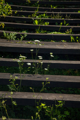 Old abandoned wooden steps