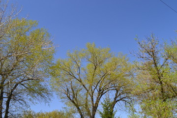 Obraz premium Branches of tree with blue sky and clouds