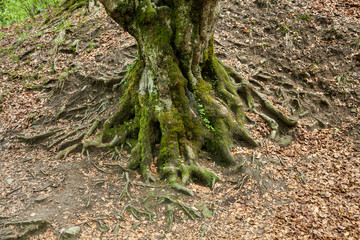 Roots of a tree