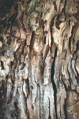 The texture of the old wood bark. Natural for graphic design.