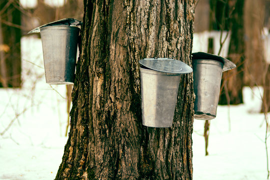 Maple Syrup Tap  Process