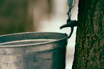 Maple syrup tap  process