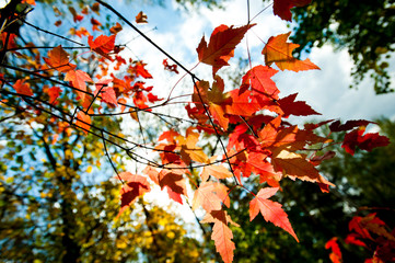 Fototapeta premium Red maple leaves on a tree branch in autumn forest, blurred background. Season is changing
