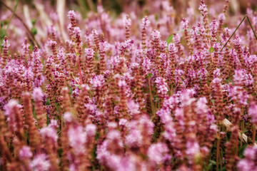 Obraz premium Beautiful pink flower fields in the countryside