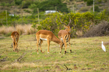 Impalas im südafrikanischen Busch