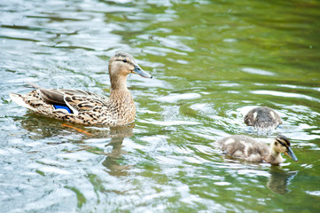 Big mother duck walks with her two children ducklings in the pond