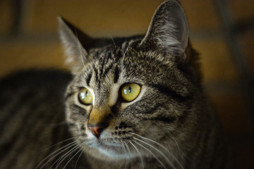 Marguerite the Cat, bokeh photo